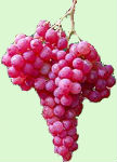Raisin - Serna Inta